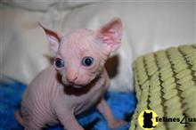 sphynx kitten posted by Elena7777