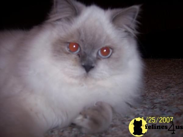Himalayan Cat for Sale: Gorgeous Persian-Himalayan Blue-pt ...