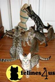 savannah cat posted by marknavello