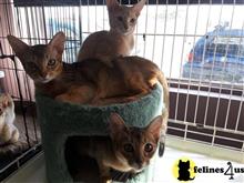 abyssinian kitten posted by AlexaKittens