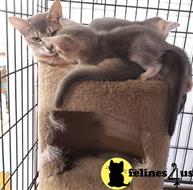 abyssinian kitten posted by AlexaKittens