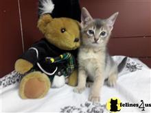 abyssinian kitten posted by AlexaKittens