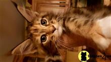 maine coon kitten posted by juju61036