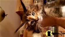 maine coon kitten posted by juju61036
