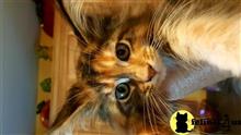 maine coon kitten posted by juju61036