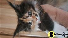 maine coon kitten posted by juju61036