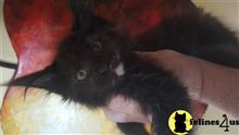 maine coon kitten posted by juju61036