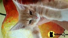 maine coon kitten posted by juju61036