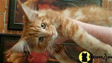maine coon kitten posted by juju61036