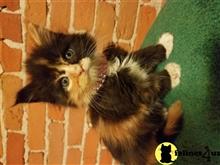 maine coon kitten posted by juju61036
