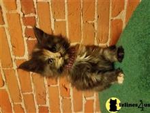 maine coon kitten posted by juju61036