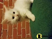 maine coon kitten posted by juju61036
