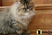 persian kitten posted by Mikkat