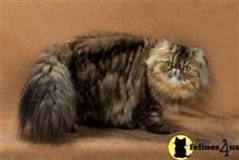 persian cat posted by Mikkat