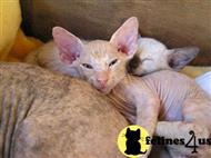 sphynx kitten posted by peterbald
