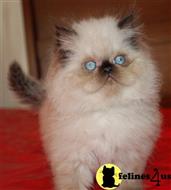 himalayan kitten posted by Pennyshaffer