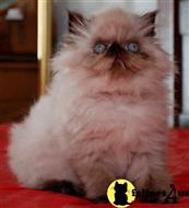 himalayan kitten posted by Pennyshaffer