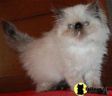 himalayan kitten posted by Pennyshaffer