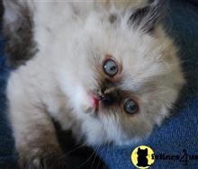 persian kitten posted by Pennyshaffer