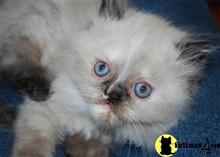 himalayan kitten posted by Pennyshaffer