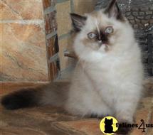 himalayan kitten posted by Pennyshaffer