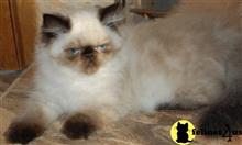 himalayan kitten posted by Pennyshaffer