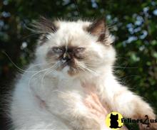 himalayan kitten posted by Pennyshaffer