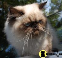 himalayan kitten posted by Pennyshaffer