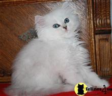 persian kitten posted by Pennyshaffer