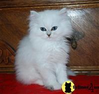 persian kitten posted by Pennyshaffer