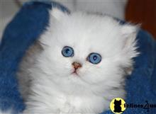persian kitten posted by Pennyshaffer