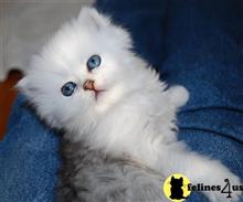 persian kitten posted by Pennyshaffer