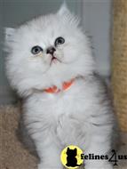 persian kitten posted by Pennyshaffer