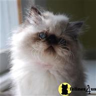persian kitten posted by Pennyshaffer
