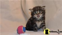 maine coon kitten posted by mid-am-maine