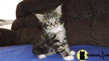 maine coon kitten posted by mid-am-maine