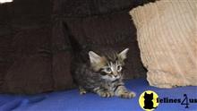 maine coon kitten posted by mid-am-maine