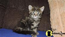 maine coon kitten posted by mid-am-maine