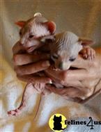 sphynx kitten posted by daymar97