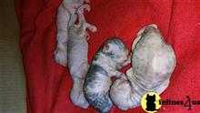 sphynx kitten posted by daymar97