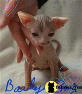 sphynx kitten posted by daymar97