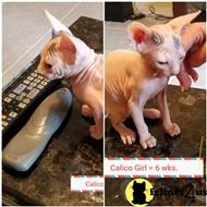 sphynx kitten posted by daymar97