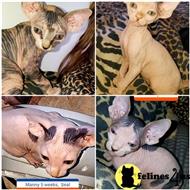 sphynx kitten posted by daymar97