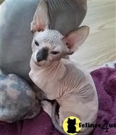 sphynx kitten posted by daymar97