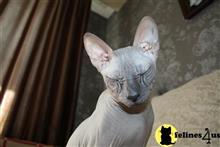 sphynx stud posted by MahatmaPride