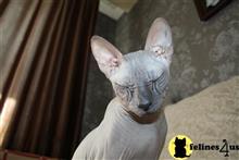 Sphynx