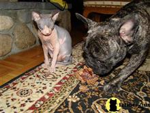 sphynx kitten posted by MahatmaPride