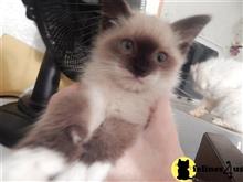 balinese kitten posted by prosperity cattery