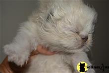 himalayan kitten posted by Walkie