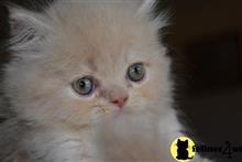 napoleon kitten posted by Walkie